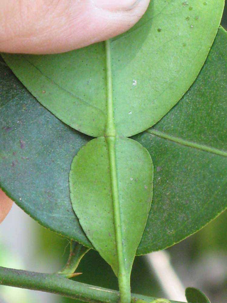              Petiole (Riverside, CA)       